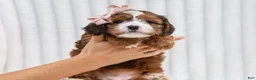 Cavapoo dogs for sale: Ona Cavapoo Pup - Ad 3