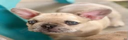 French Bulldog dogs for sale: Henry - Ad 2