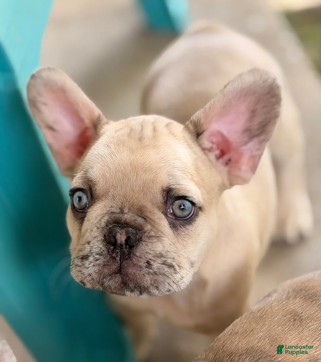 French Bulldog dogs for sale: Henry - Ad 2