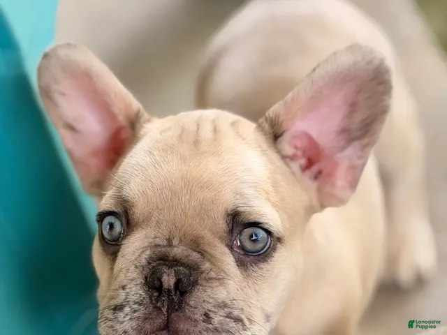 French Bulldog dogs for sale: Henry - Ad 2