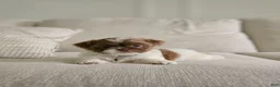 Shih Tzu dogs for sale: Pepper - Ad 5