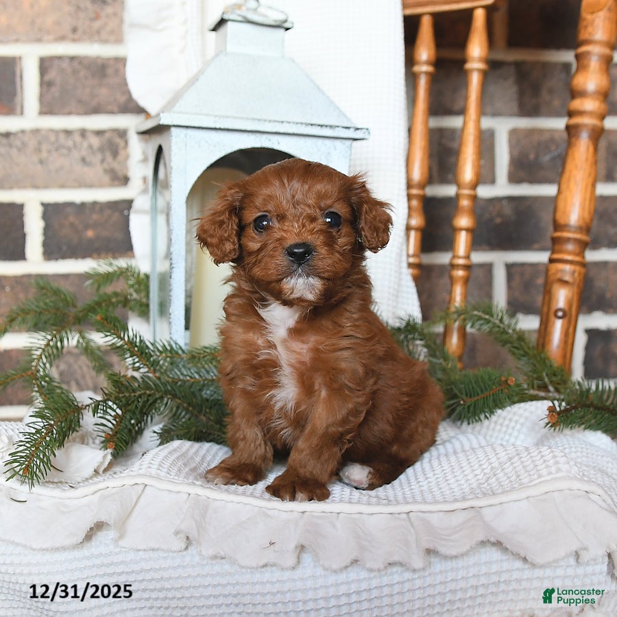 Cavapoo dogs Sierra - Ad 29