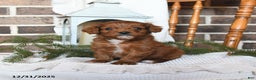 Cavapoo dogs for sale: Sierra - Ad 1
