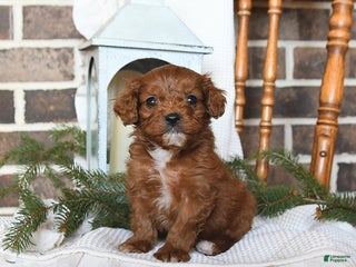 Cavapoo dogs Sierra - Ad 29