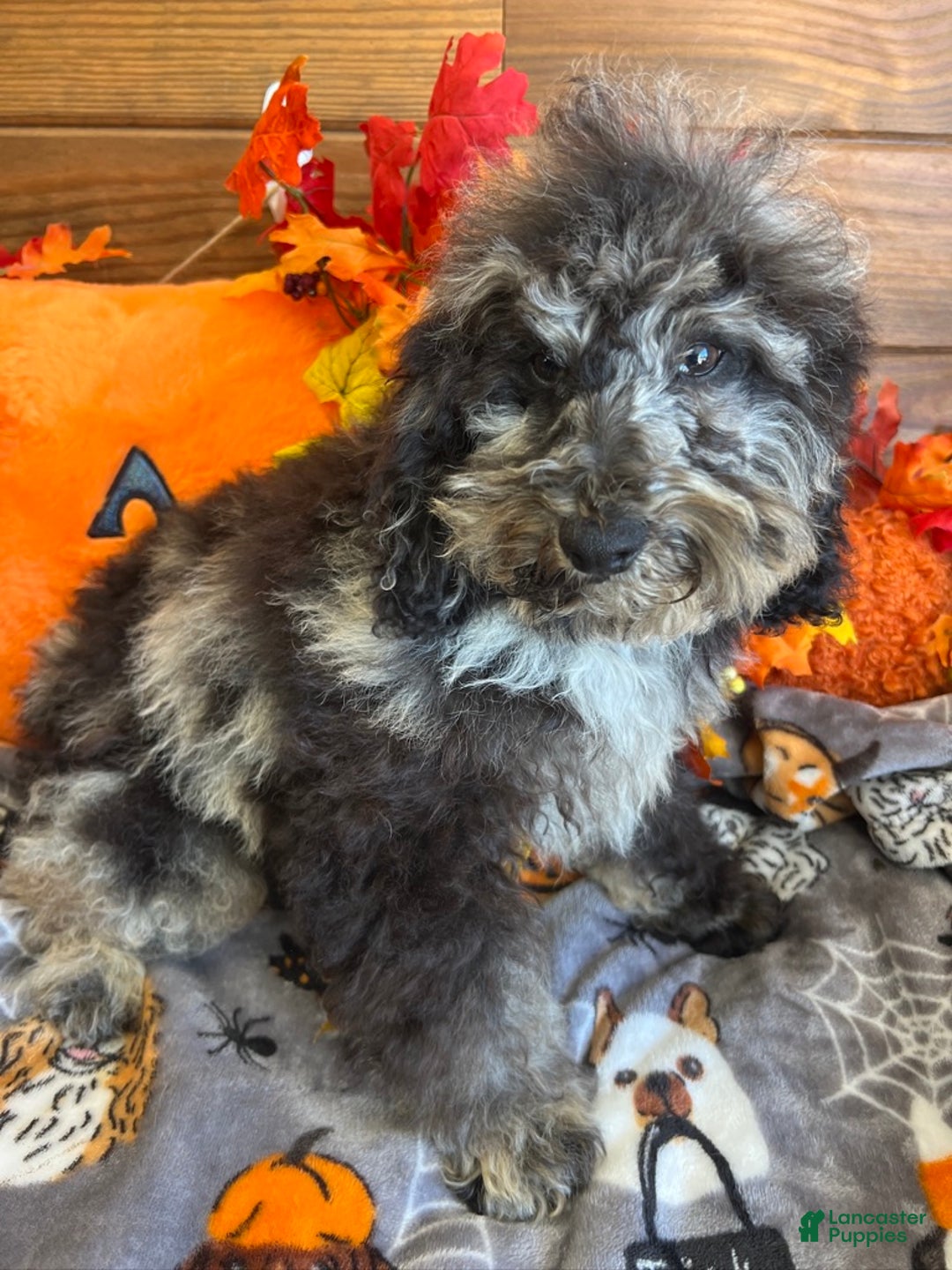 Cockapoo dogs for sale: Brock - Ad 2