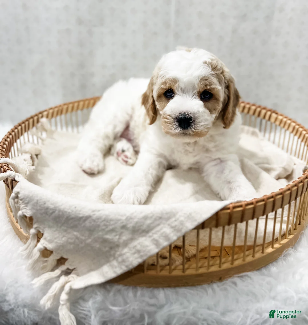 Cavapoo dogs for sale: River - Ad 7