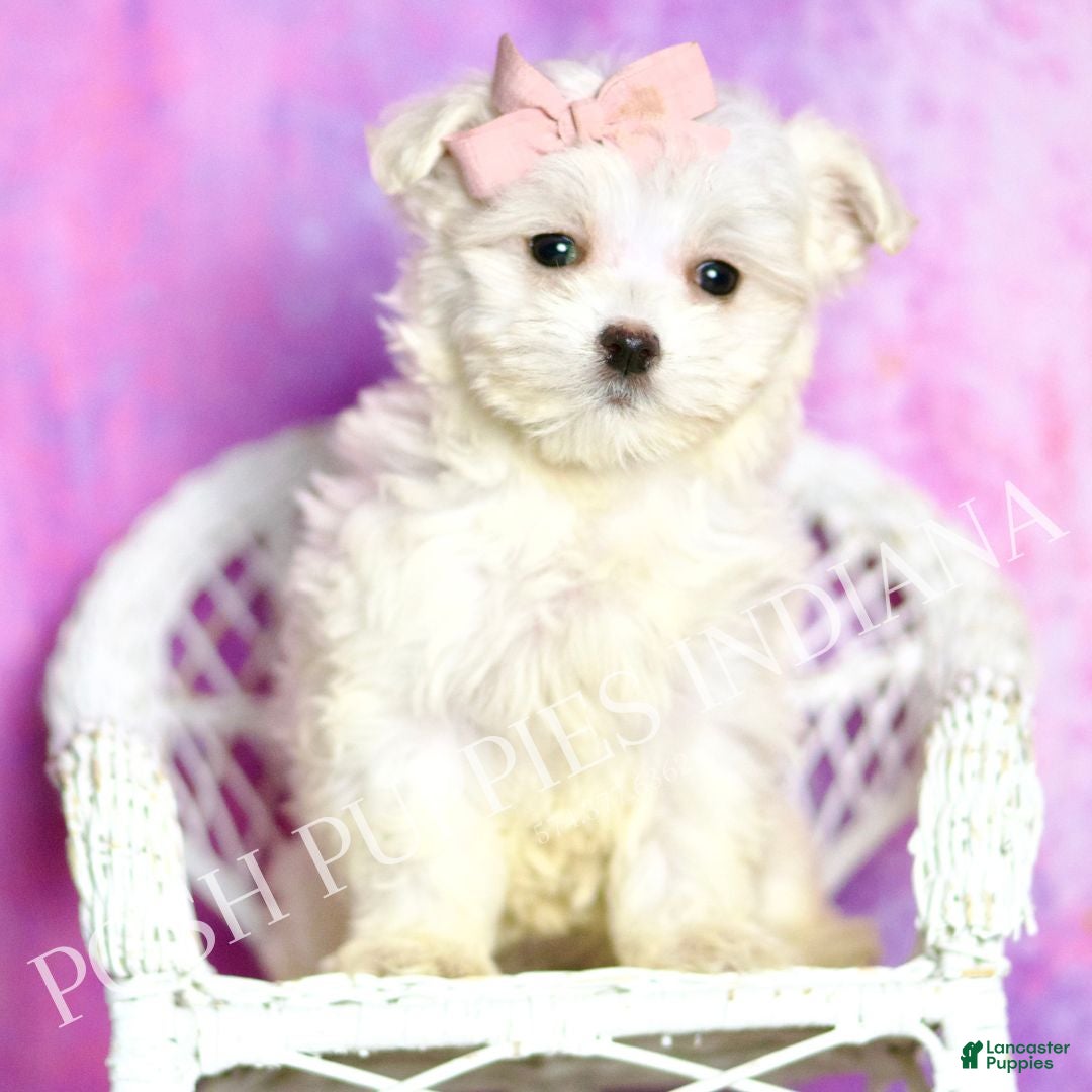 Maltipoo dogs Powder Puff - Ad 30