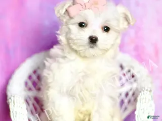 Maltipoo dogs Powder Puff - Ad 30