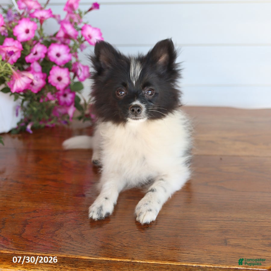 Pomeranian dogs Mark - Ad 2