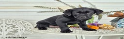 Labrador Retriever dogs for sale: Baxter - Ad 6