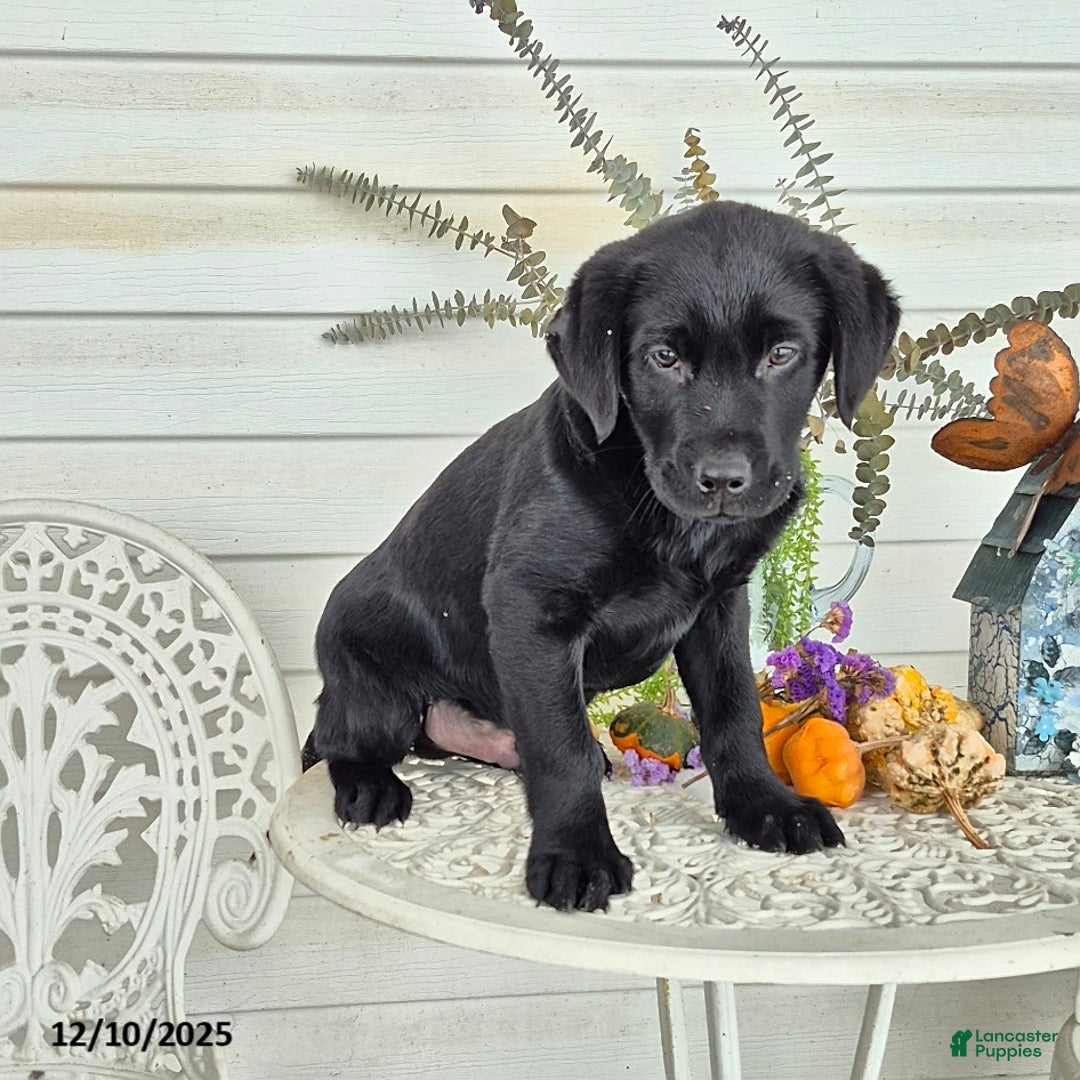 Labrador Retriever dogs for sale: Baxter - Ad 6