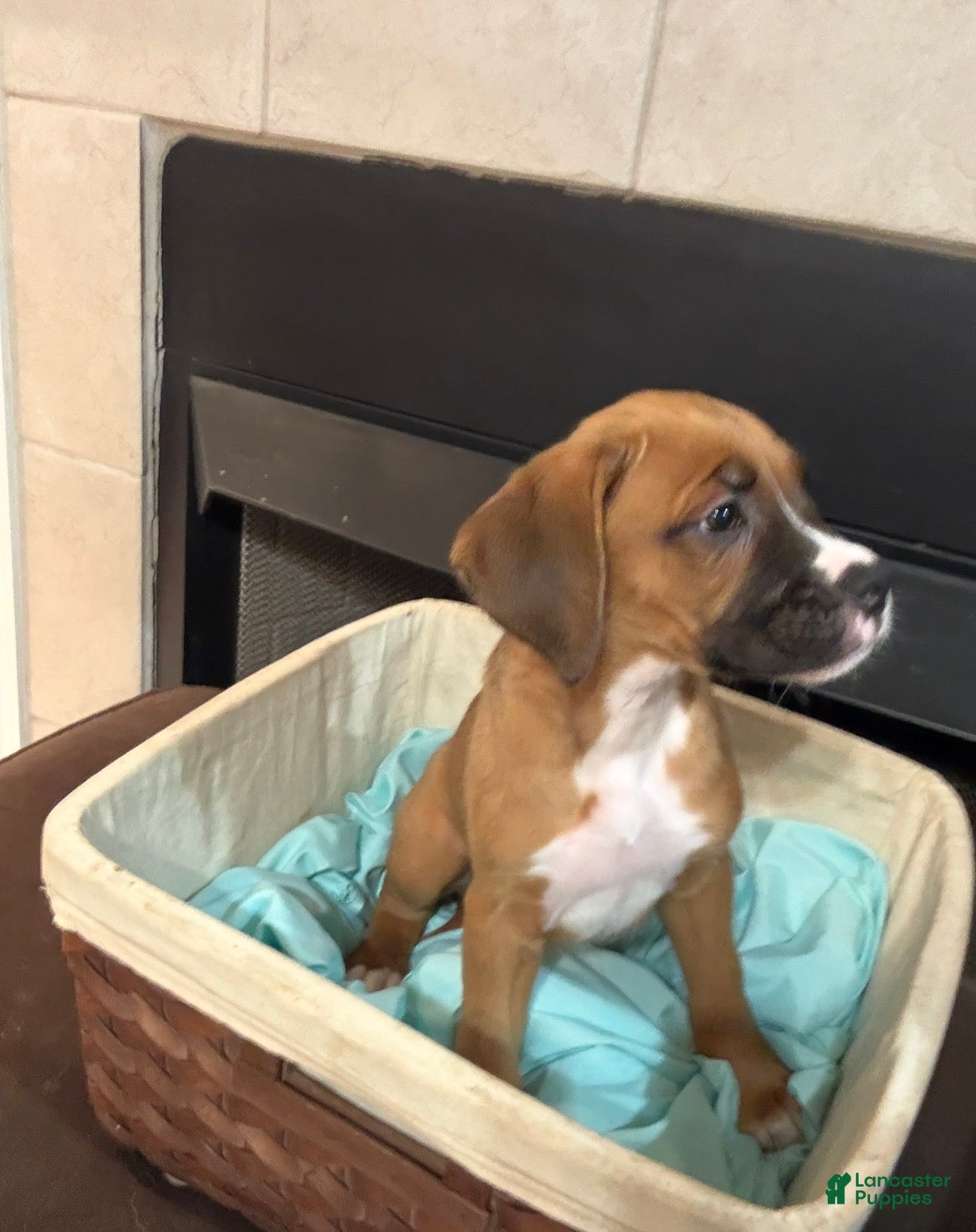 Mixed Breed dogs Boxenese Girl 2 - Ad 32