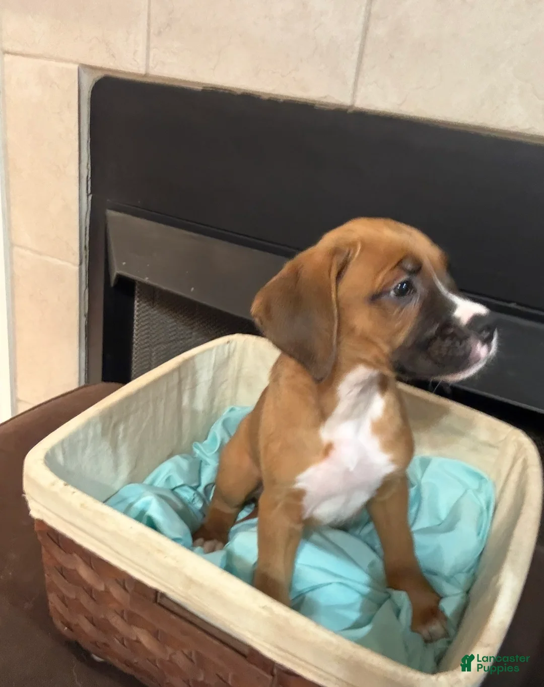 Mixed Breed dogs for sale: Boxenese Girl 2 - Ad 1