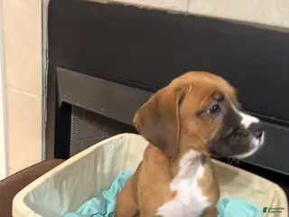 Mixed Breed dogs Boxenese Girl 2 - Ad 32