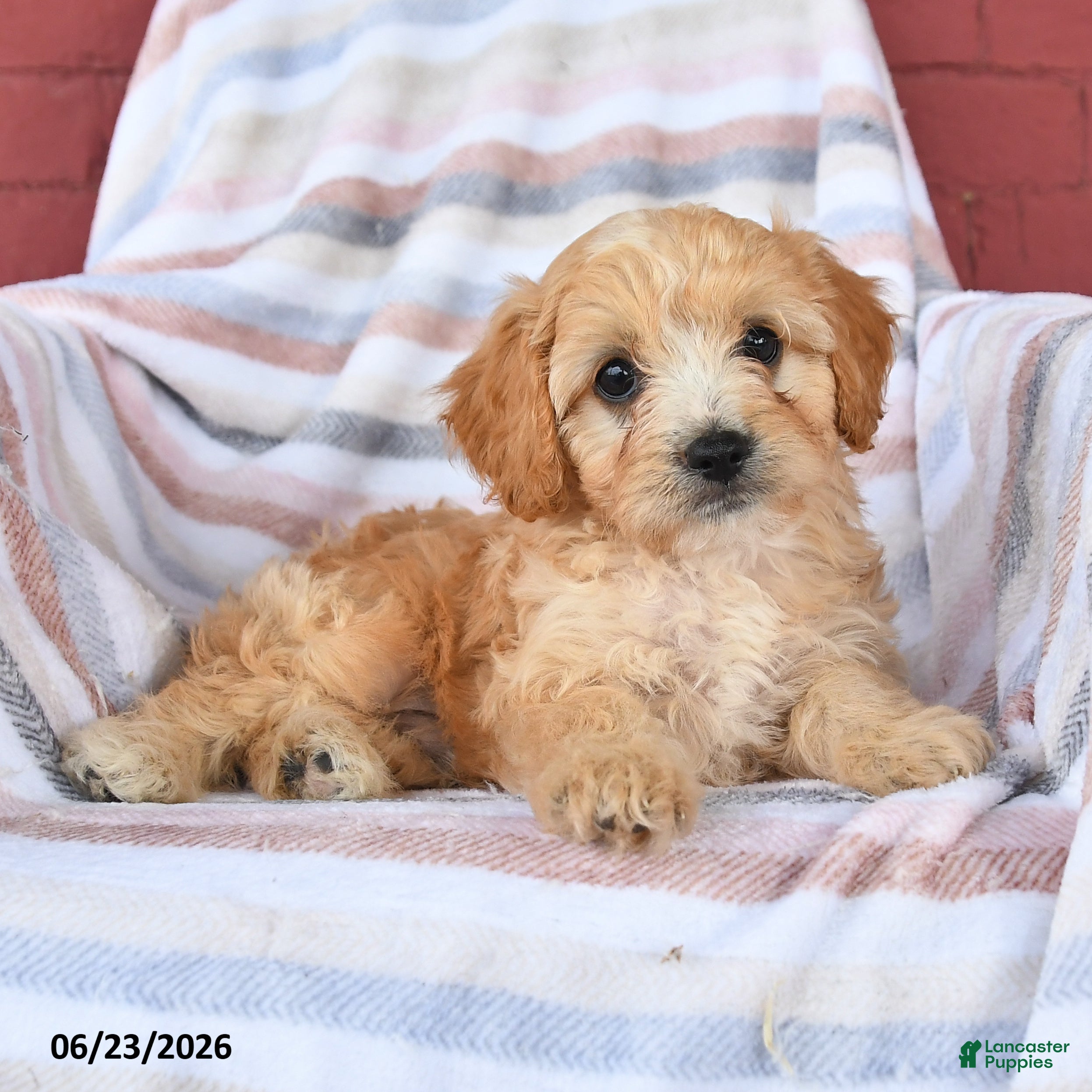 Cavapoo dogs Cookie - Ad 2