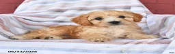 Cavapoo dogs for sale: Cookie - Ad 2