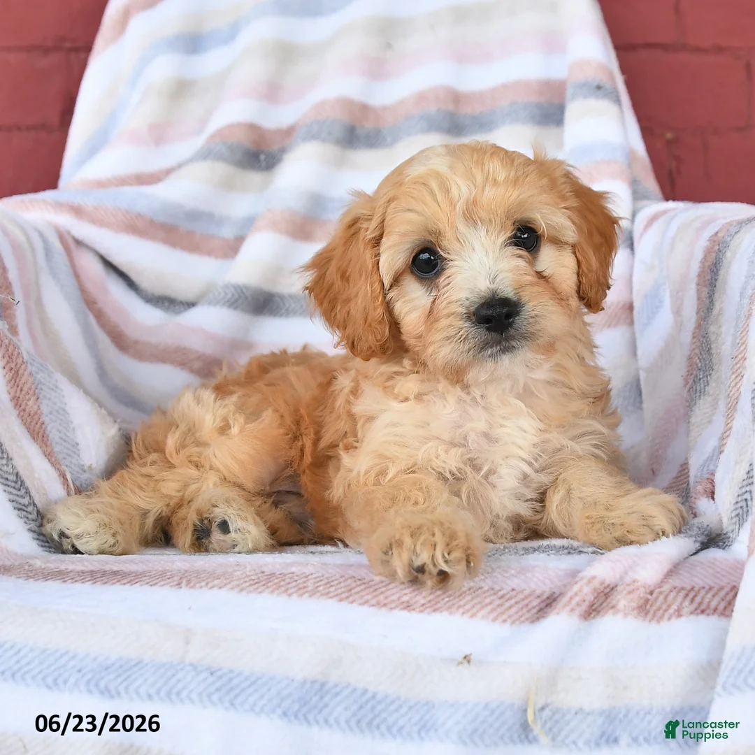 Cavapoo dogs for sale: Cookie - Ad 2