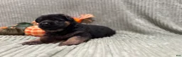 German Shepherd dogs for sale: Max - Ad 7
