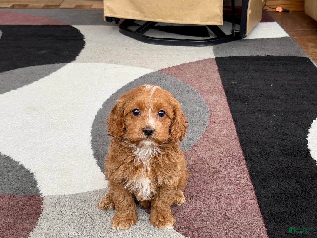 Cockapoo dogs for sale: Cockapoo female 1 - Ad 14
