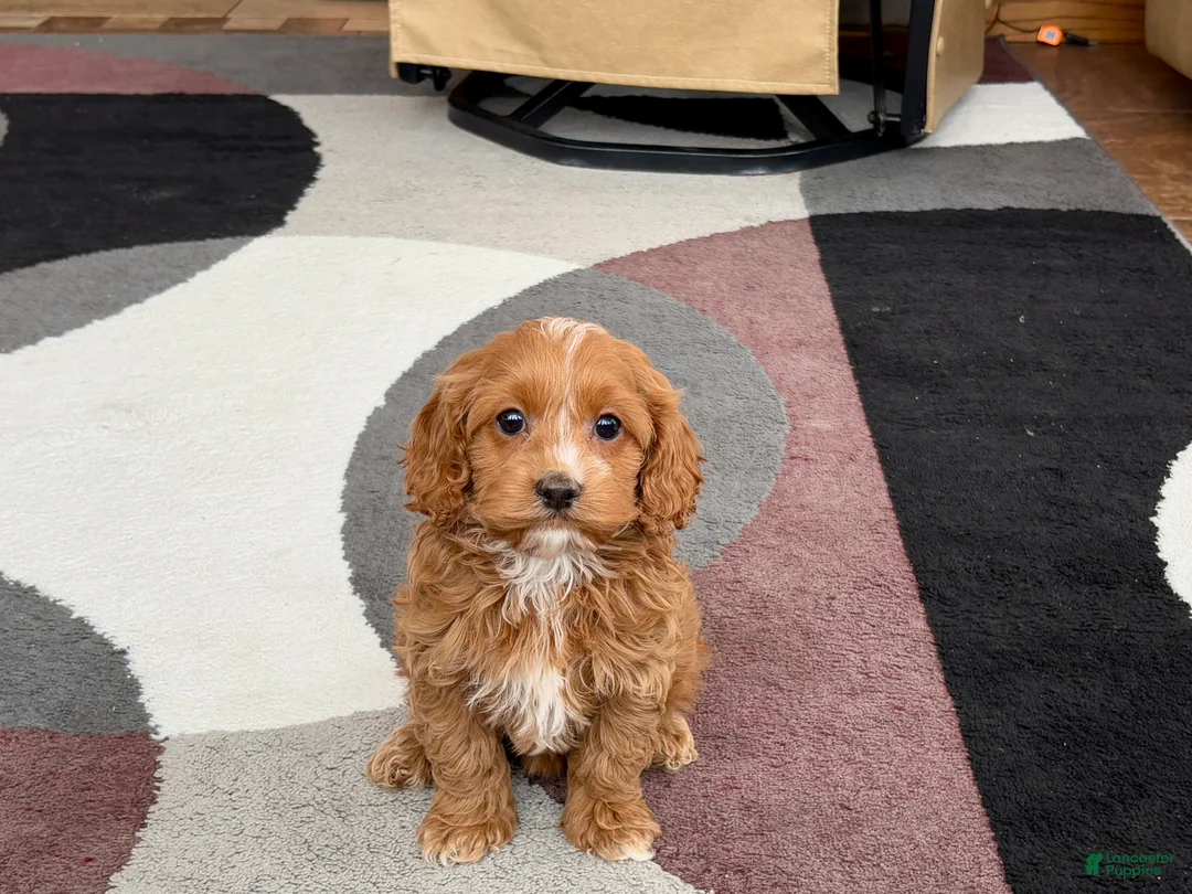 Cockapoo dogs for sale: Cockapoo female 1 - Ad 13