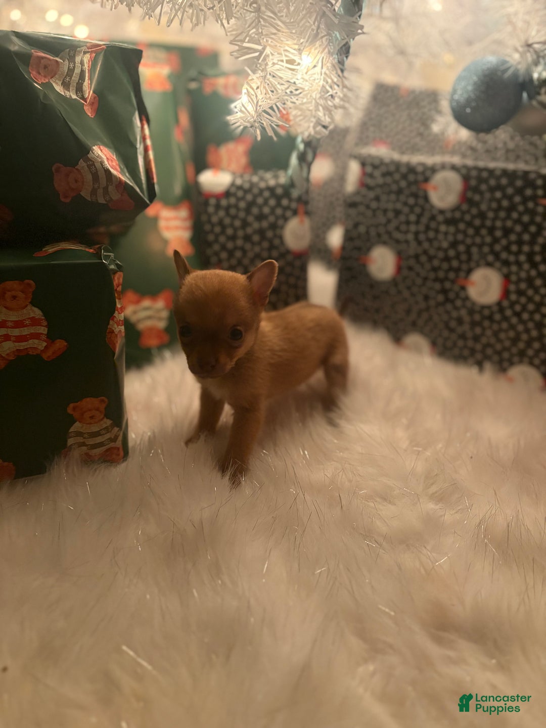Pomchi dogs for sale: Pomchi Puppy 5 vicky - Ad 2