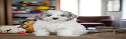 Maltipoo dogs for sale: ROSIE - Ad 4