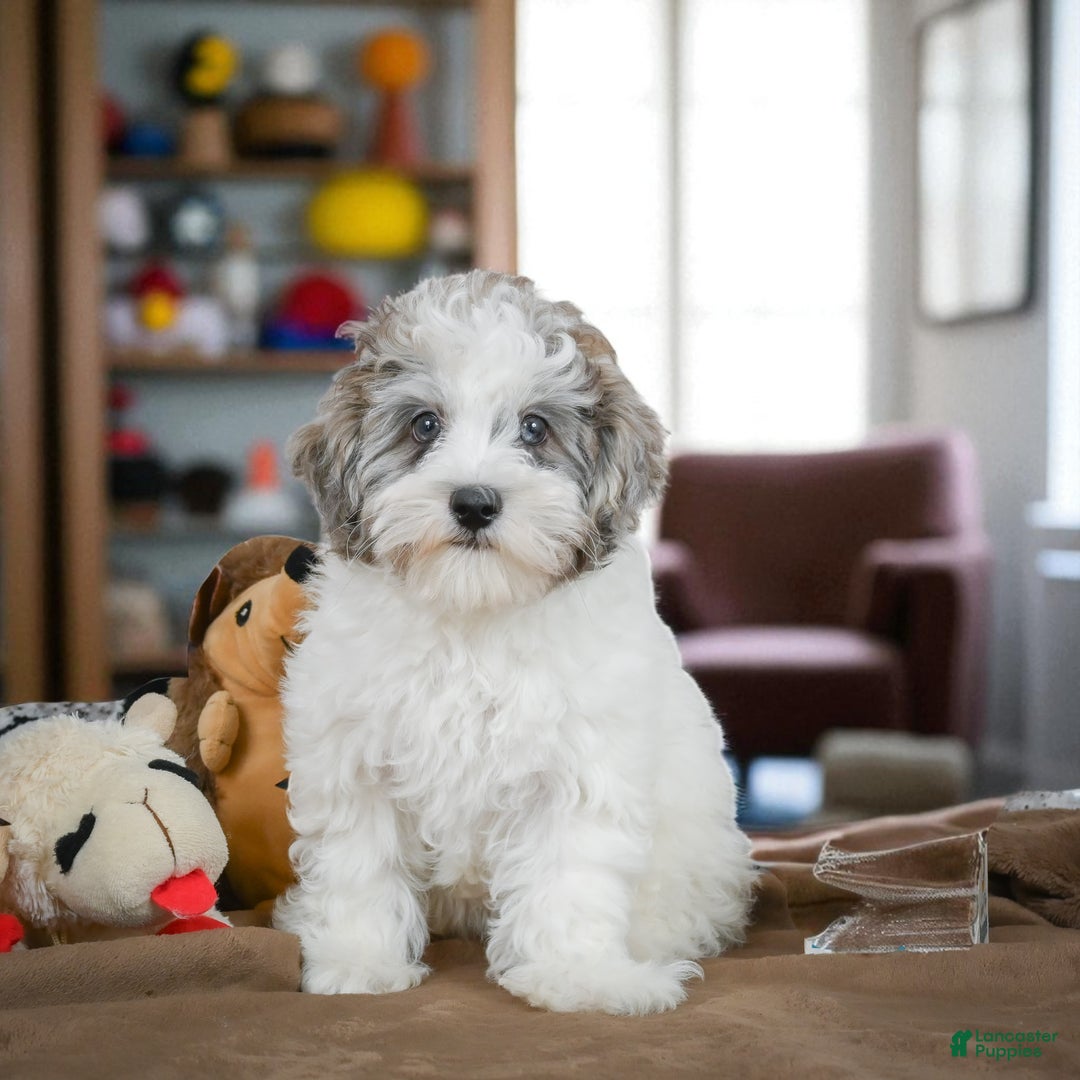 Maltipoo dogs for sale: ROSIE - Ad 4