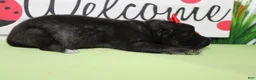 Keeshond dogs for sale: Elsa  - Ad 4
