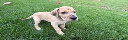 Great Dane dogs for sale: Spotty - Ad 6