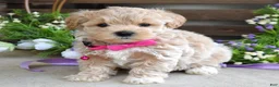 Maltipoo dogs for sale: Lola - Ad 3