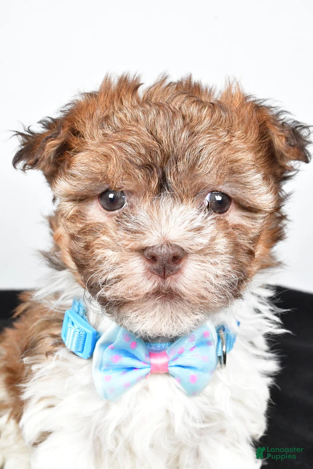 Havanese dogs for sale: Hunter - Ad 8