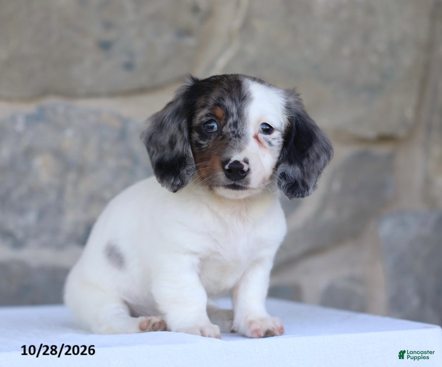 Dachshund dogs for sale: Eclipse - Ad 1