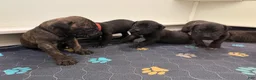 Cane Corso dogs for sale: Black Collar - Ad 4