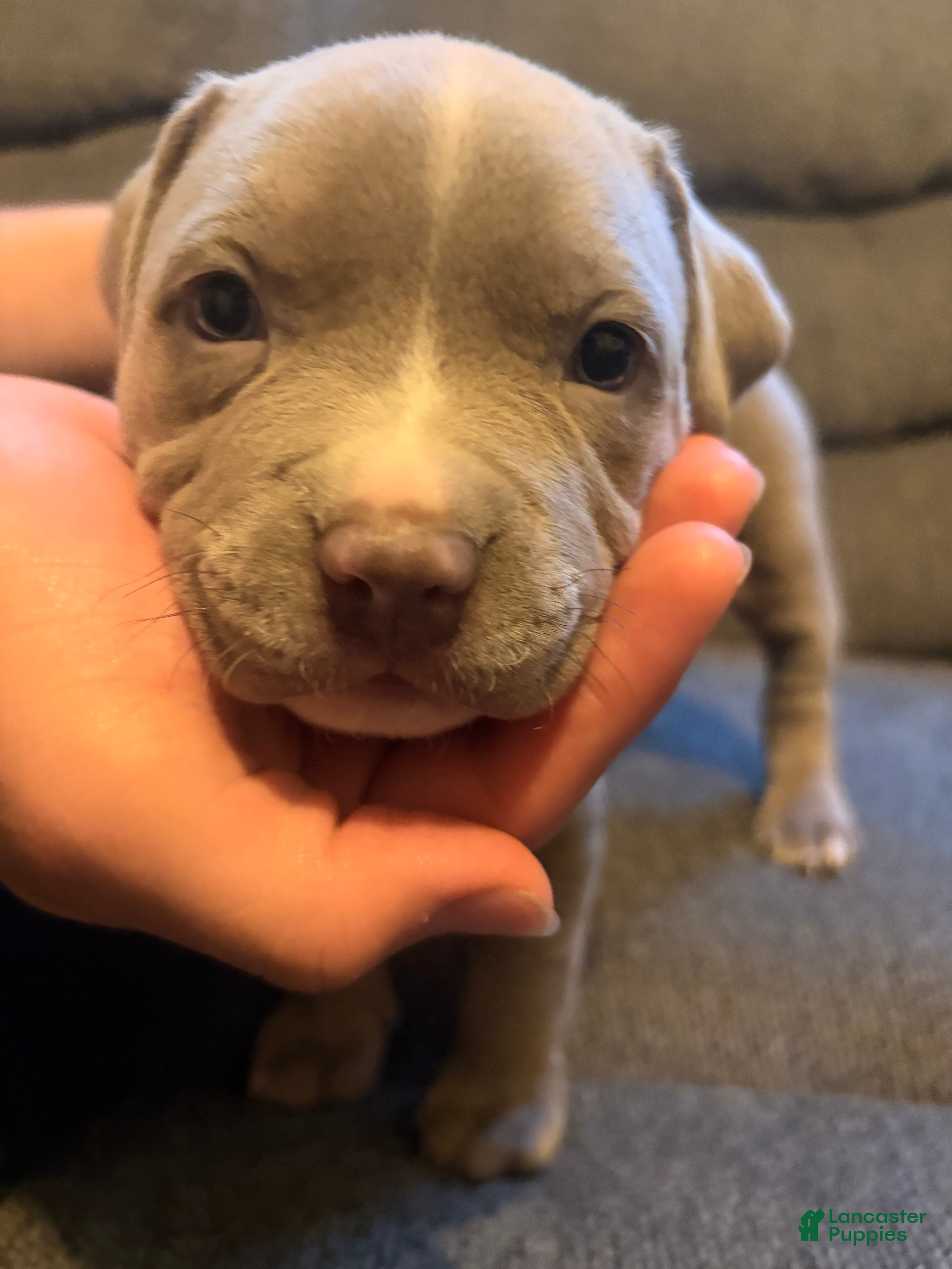 American Pit Bull Terrier dogs American Pit Bull Terrier Puppy 1 - Ad 4