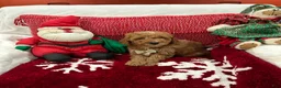 Mini Goldendoodle dogs for sale: Petite Mini Goldendoodle Coco - Ad 3