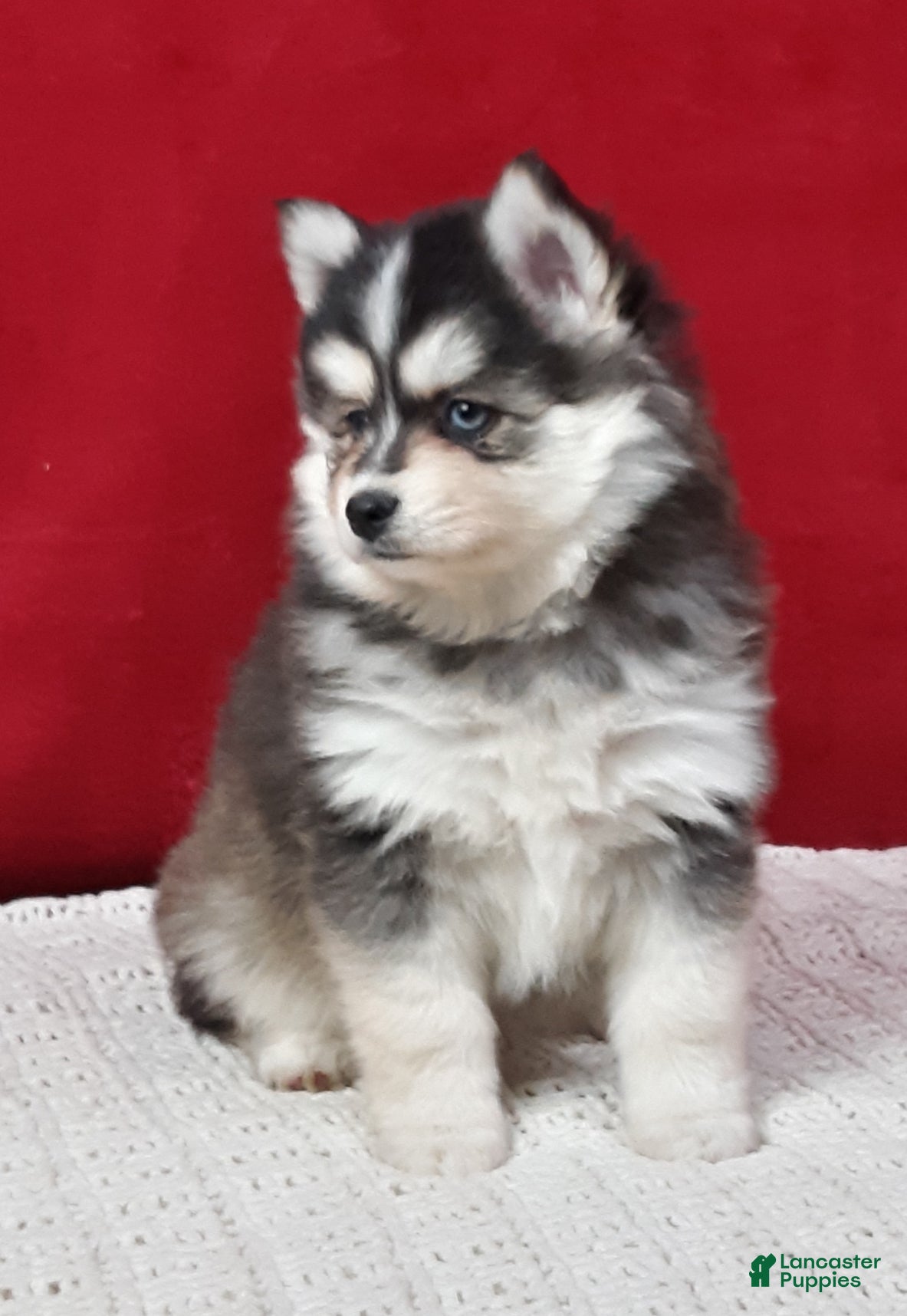 Pomsky dogs Paisley  - Ad 2