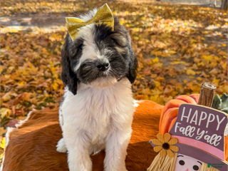 Saint Berdoodles dogs - Ad 13