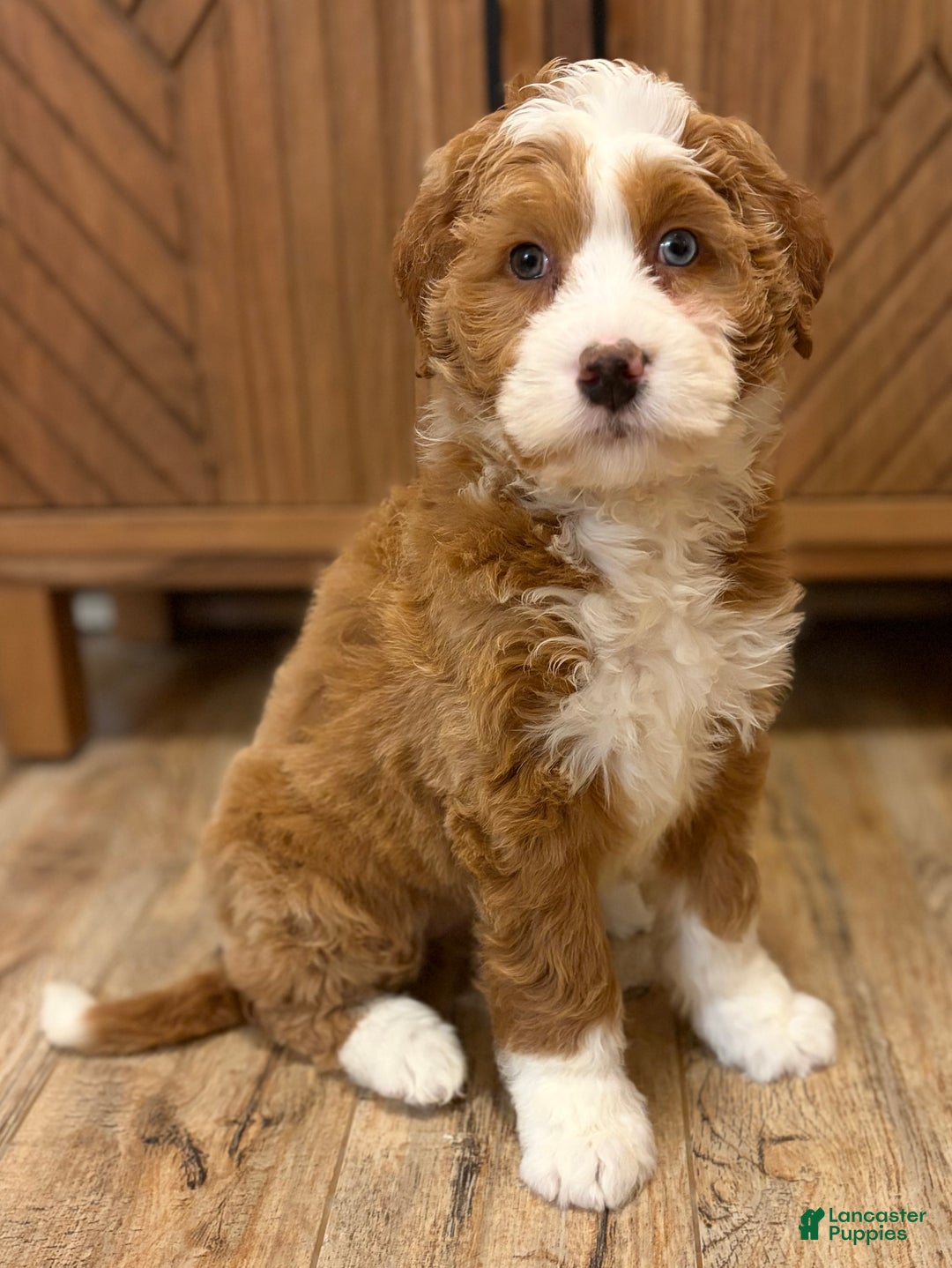 Mini Bernedoodle dogs for sale: 💗 IN BOSTON MASSACHUSETTS AREA 💗 RED AND WHITE GIRL WITH ONE BLUE EYE 💗 MINI BERNEDOODLE 💗 - Ad 5