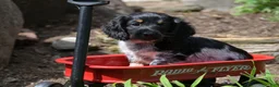 Miniature Dachshund dogs for sale: Max - Ad 11