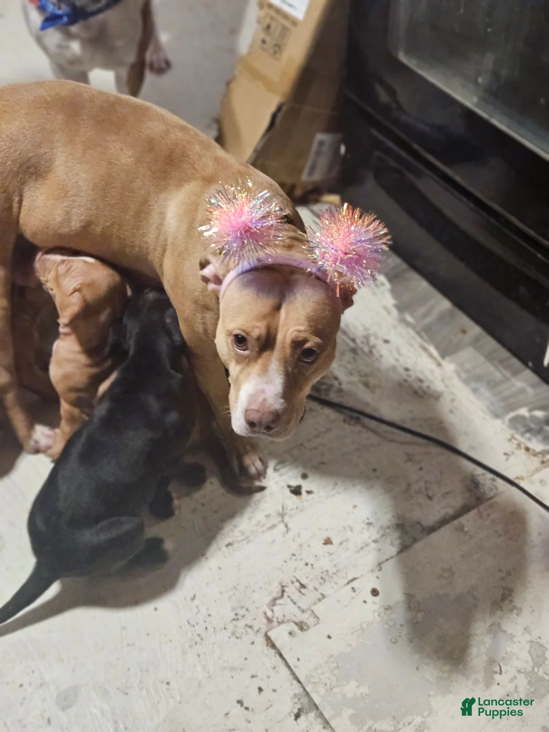 American Pit Bull Terrier dogs for sale: American Pit Bull Terrier 9 - Ad 2