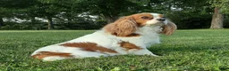 Cavalier King Charles Spaniel dogs for sale: Tiara - Ad 4