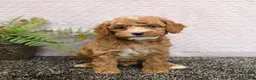 Cockapoo dogs for sale: Remi  - Ad 3