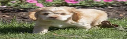 Cocker Spaniel dogs for sale: Louie Cocker Spaniel  - Ad 3