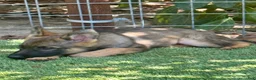 German Shepherd dogs for sale: German Shepherd 2 - Ad 3