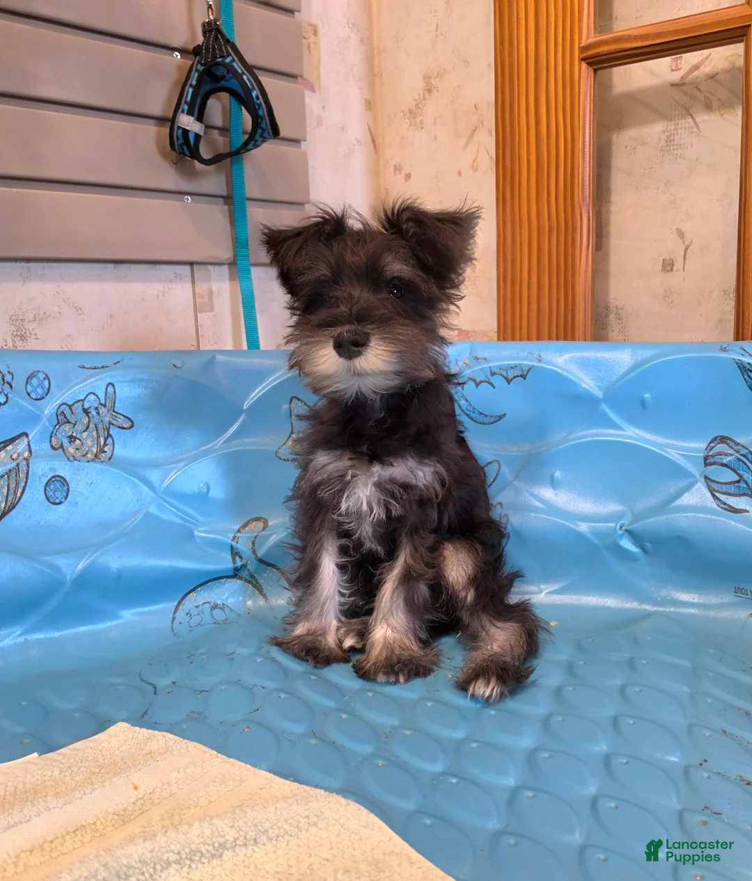 Miniature Schnauzer dogs for sale: Sam - Ad 1