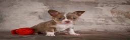 Chihuahua dogs for sale: Eli - Ad 3