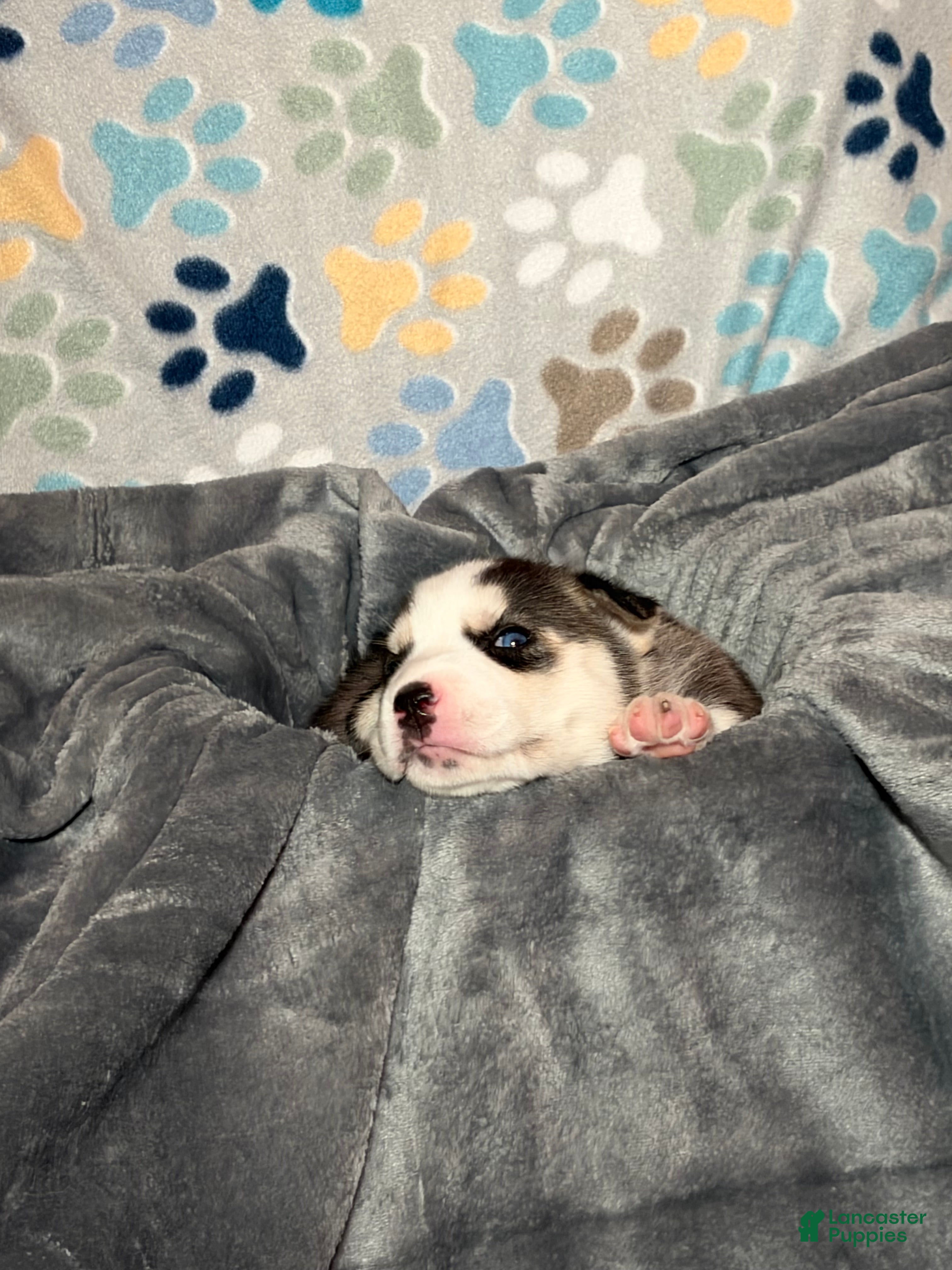 Siberian Husky dogs for sale: Starlight Rivers - Ad 1