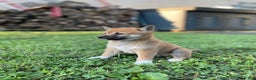 Shiba Inu dogs for sale: Amerika - Ad 11
