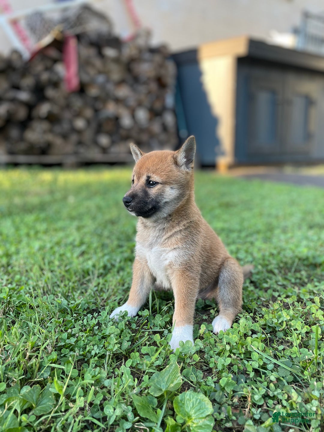 Shiba Inu dogs for sale: Amerika - Ad 11