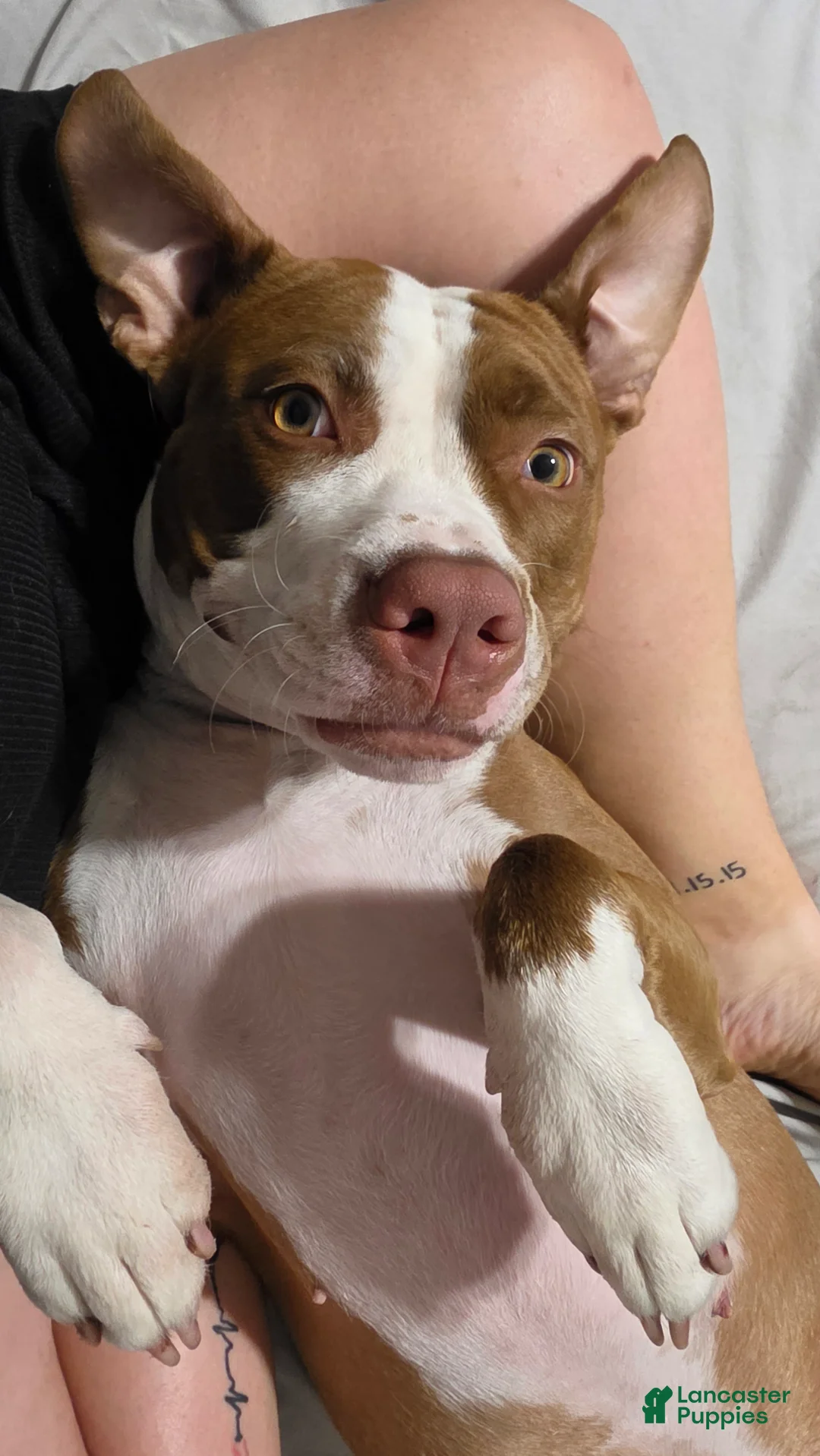 American Pit Bull Terrier dogs for sale: Zoey - Ad 2